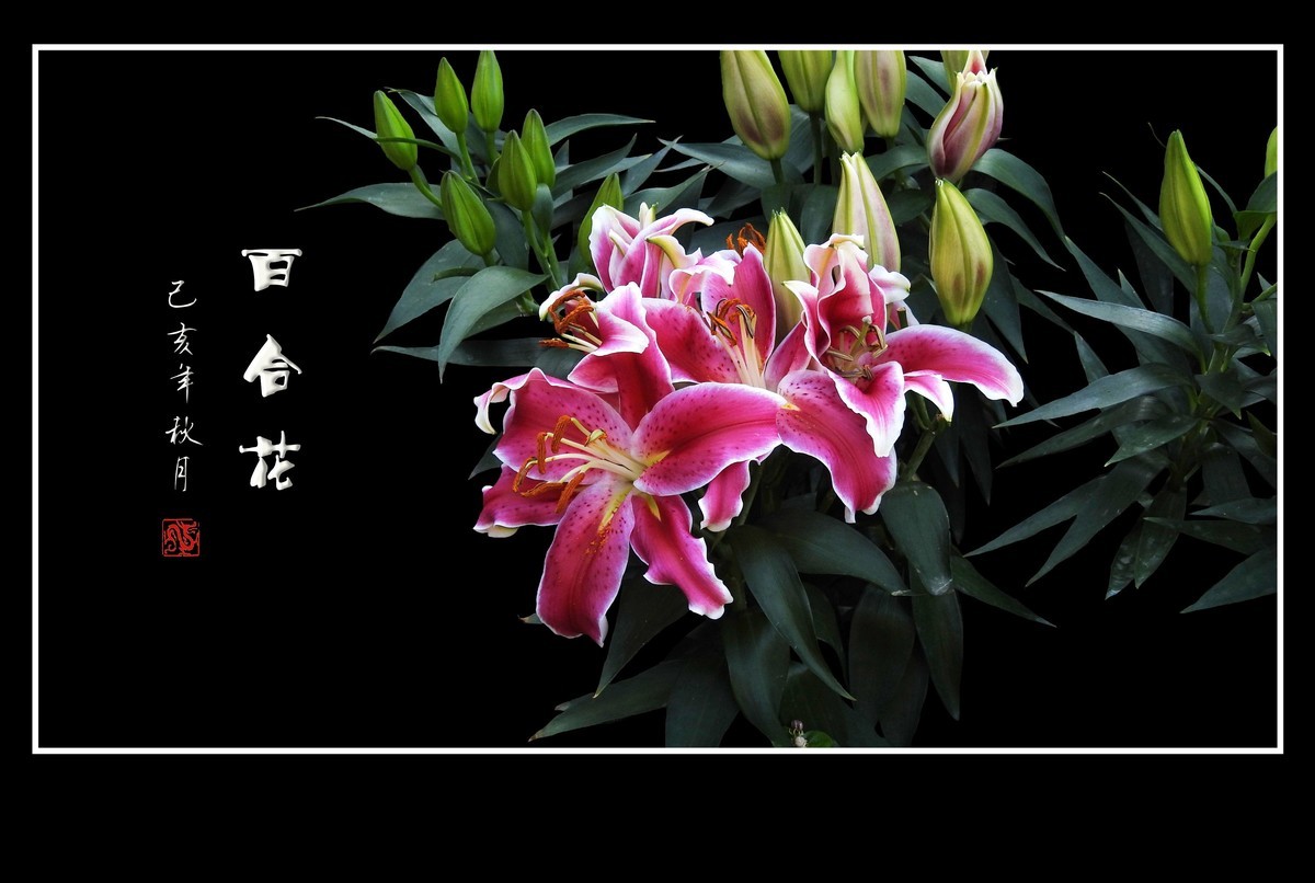 和和睦睦的百合花贺 龙年初四