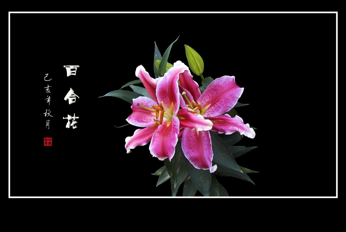 和和睦睦的百合花贺 龙年初四