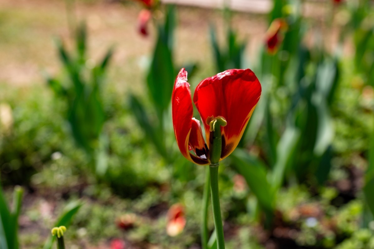 植物园拍郁金香36