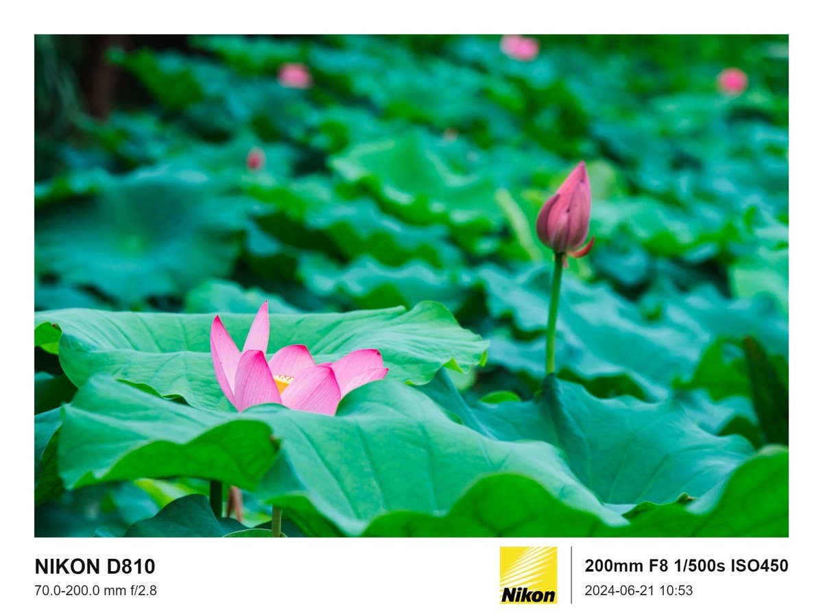 用的是尼康，就得发挥兄弟们的专业