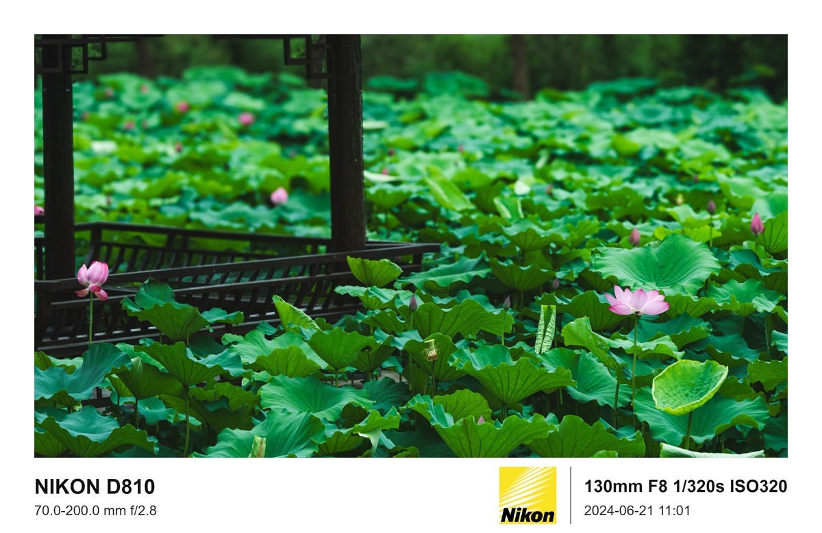 用的是尼康，就得发挥兄弟们的专业