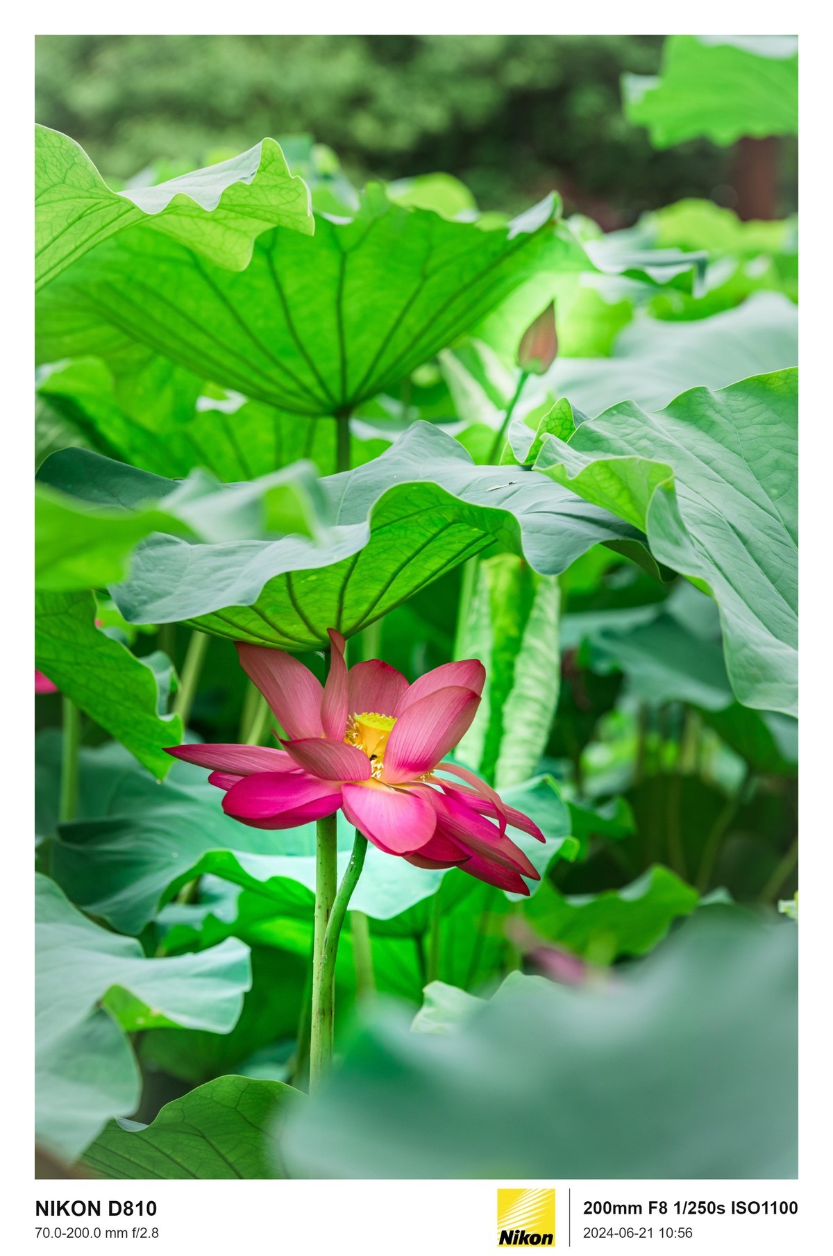 用的是尼康，就得发挥兄弟们的专业