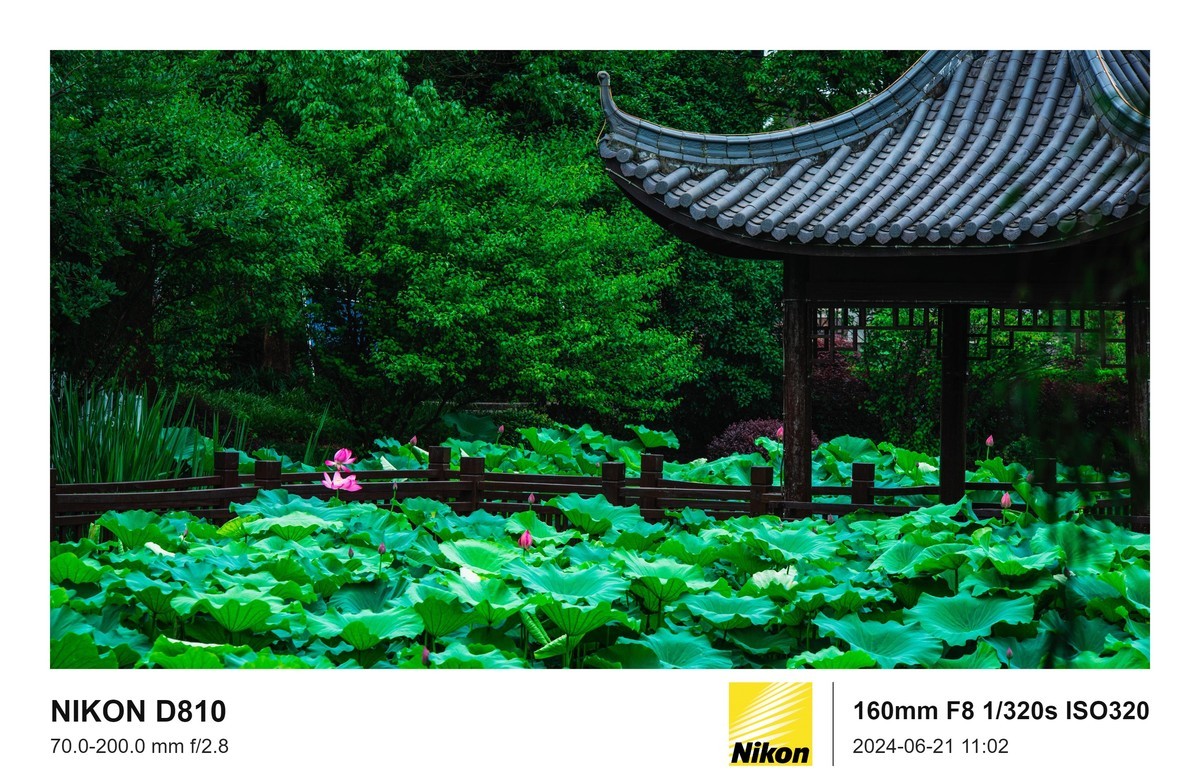 用的是尼康，就得发挥兄弟们的专业