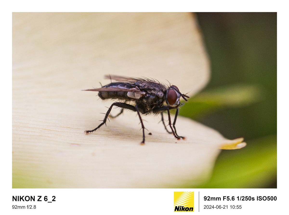 用的是尼康，就得发挥兄弟们的专业