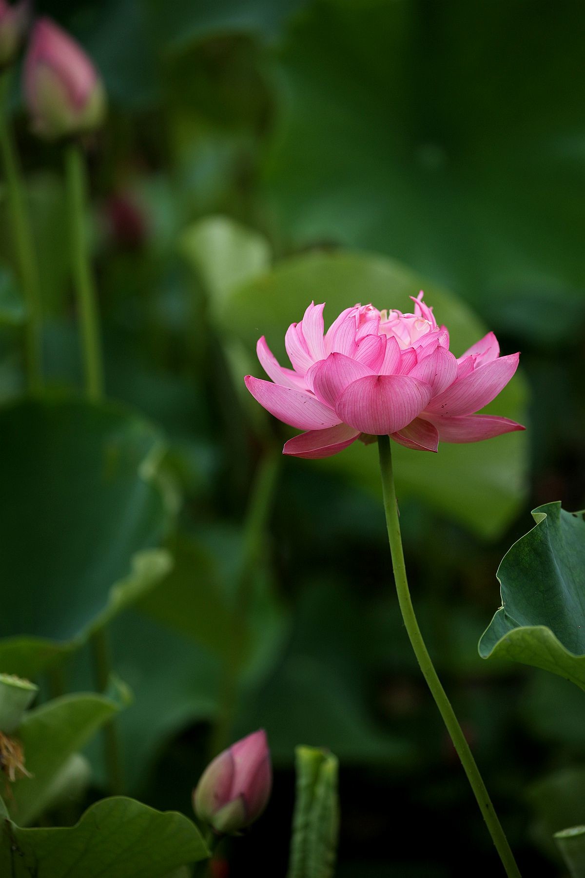 幽幽荷香【三】