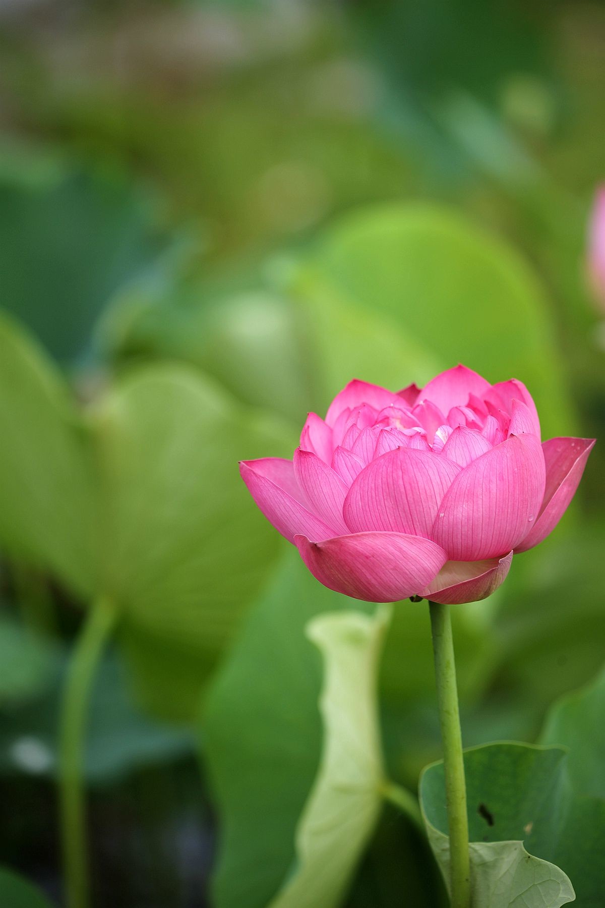 幽幽荷香【三】