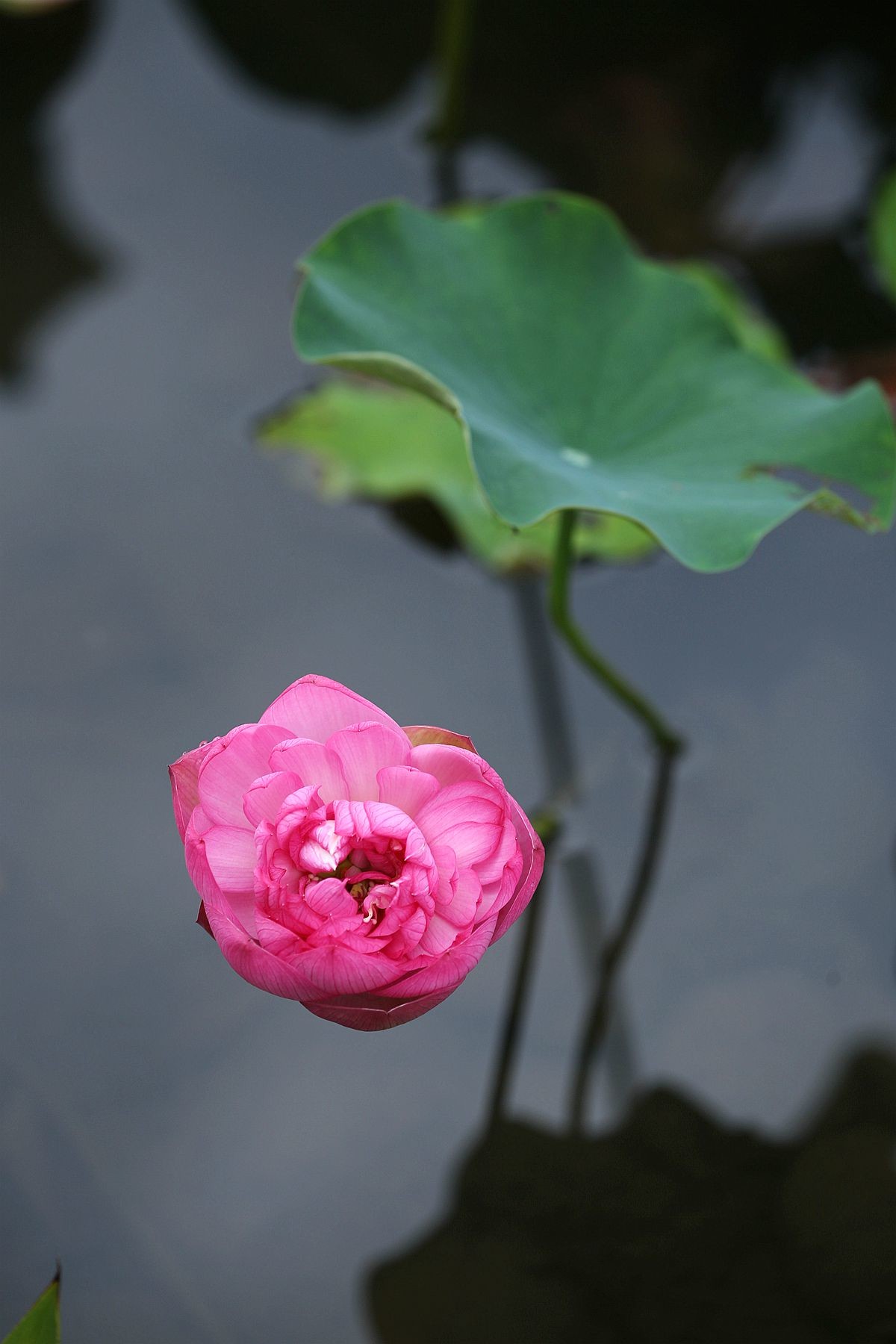 幽幽荷香【三】