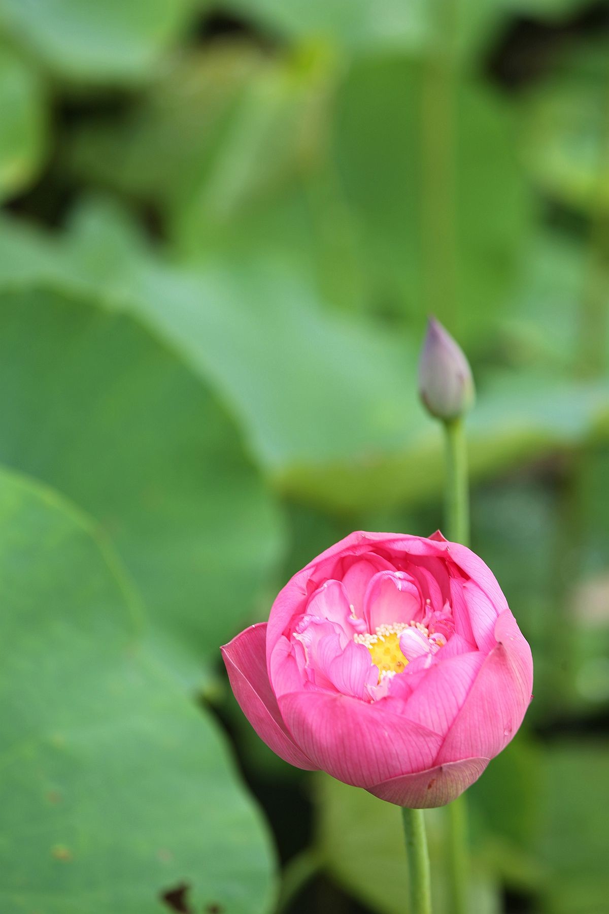 幽幽荷香【三】