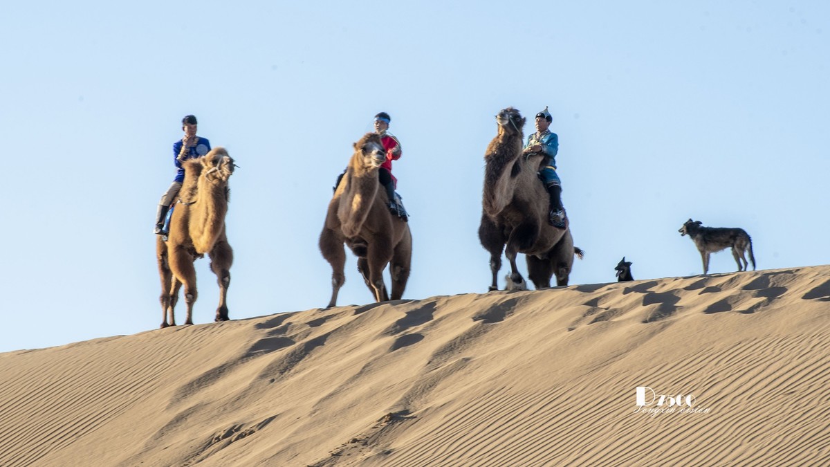 沙漠中的一支驼队（48）