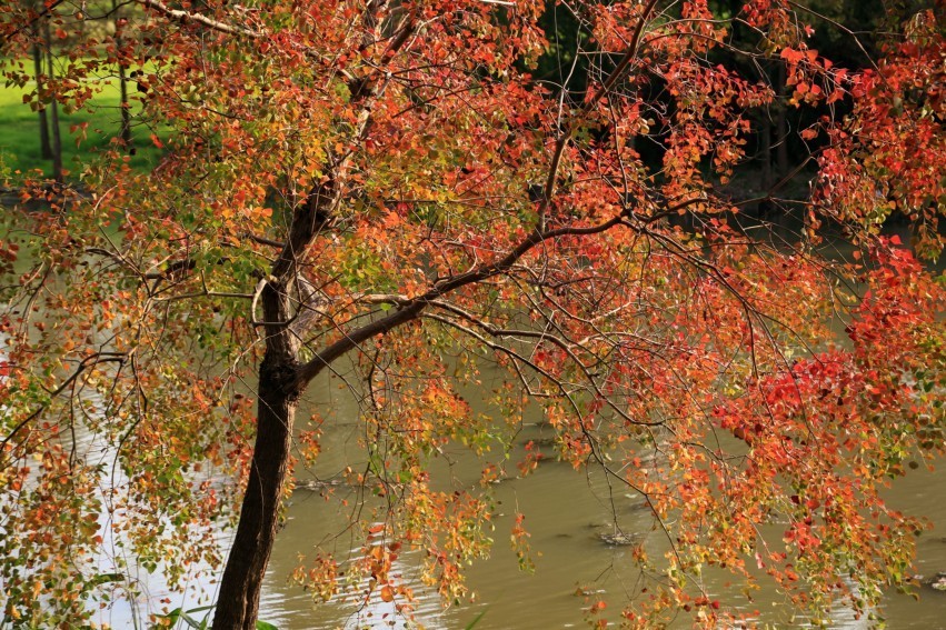 顾村公园景色秋意浓浓，