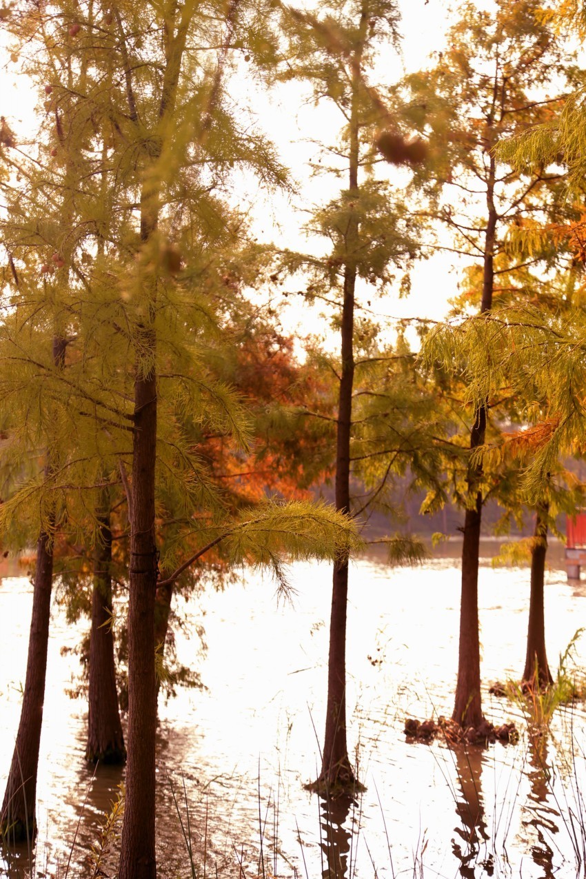 顾村公园景色秋意浓浓，