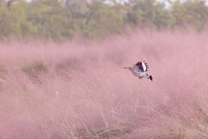 顾村公园景色秋意浓浓，