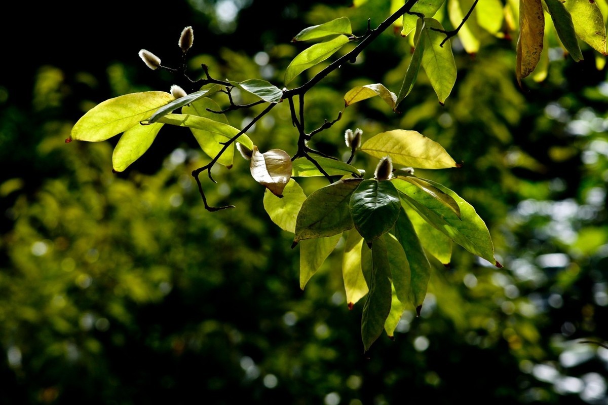 随拍——秋色趵突泉
