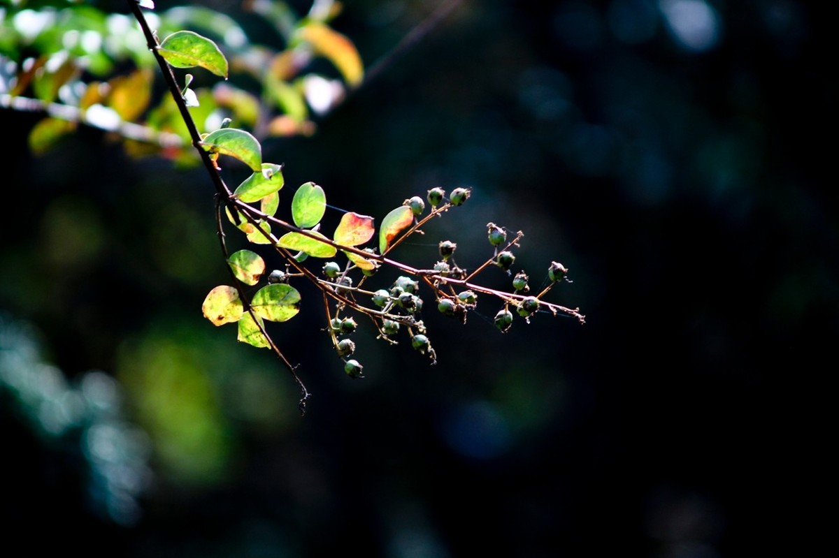 随拍——秋色趵突泉