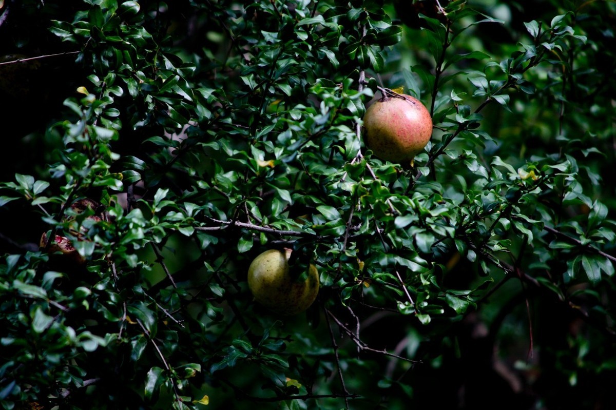 随拍——秋色趵突泉