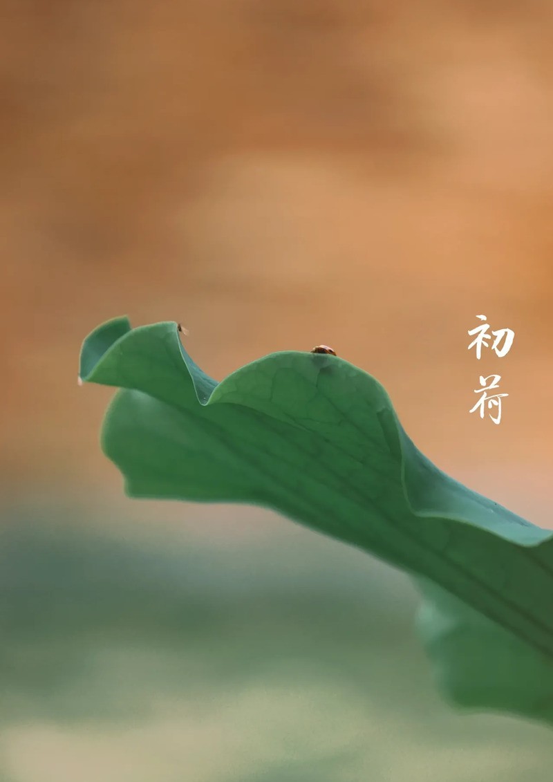 初荷--1