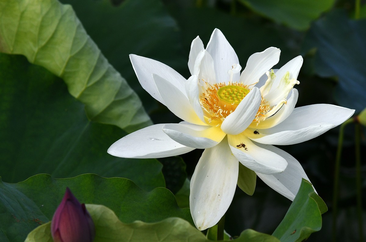 洁白无瑕白荷花