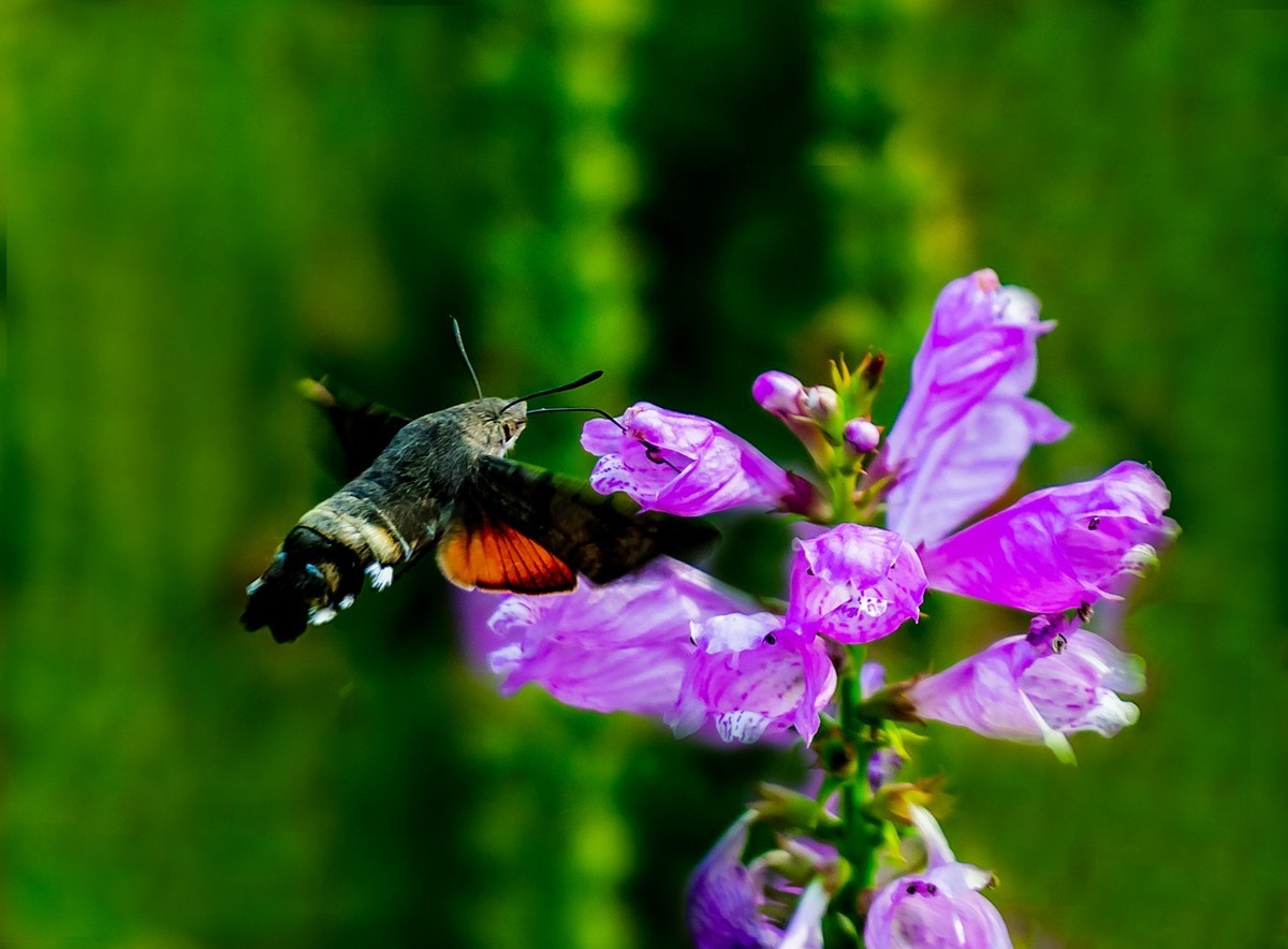 百花园（52）-----天蛾戏花（伪龙头花）