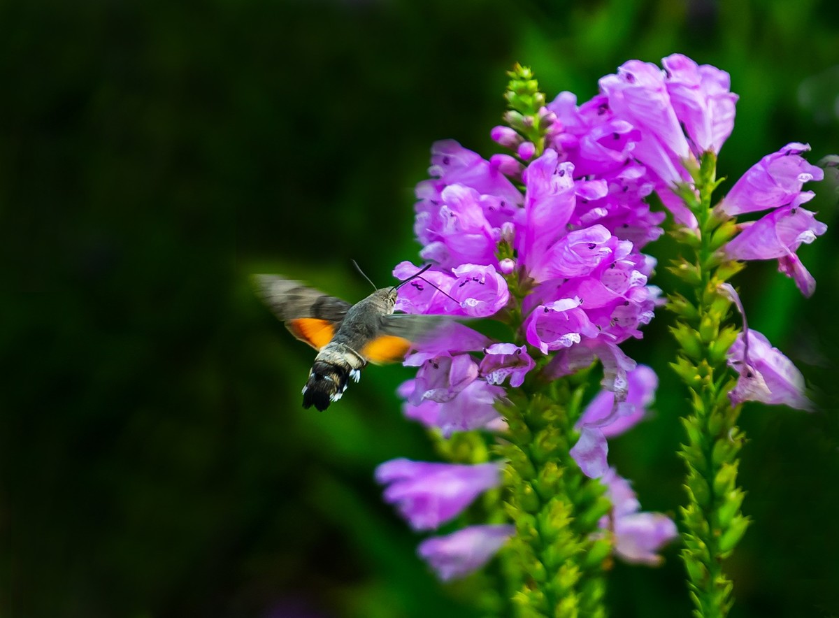 百花园（52）-----天蛾戏花（伪龙头花）