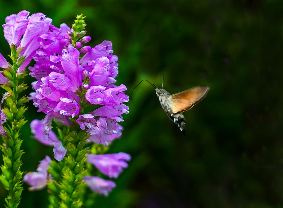 百花园（52）-----天蛾戏花（伪龙头花）