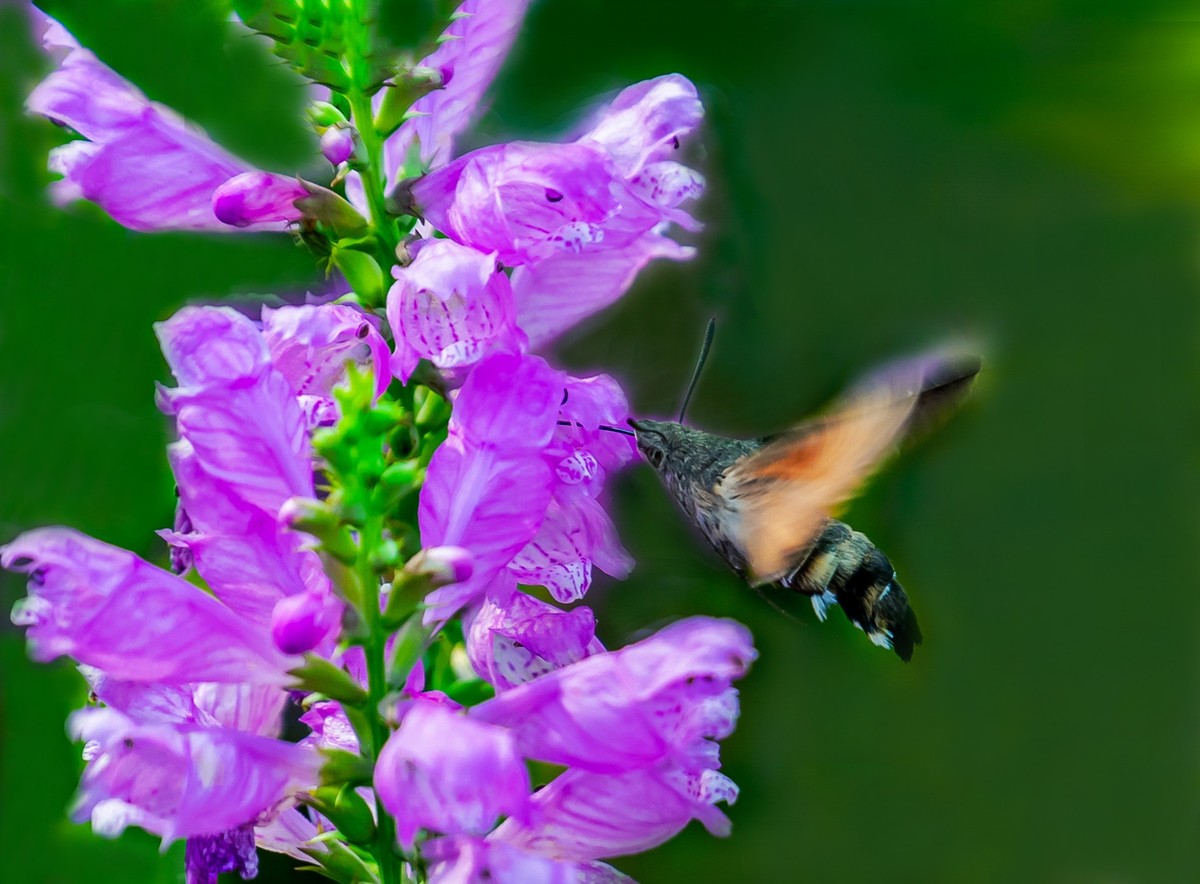 百花园（52）-----天蛾戏花（伪龙头花）