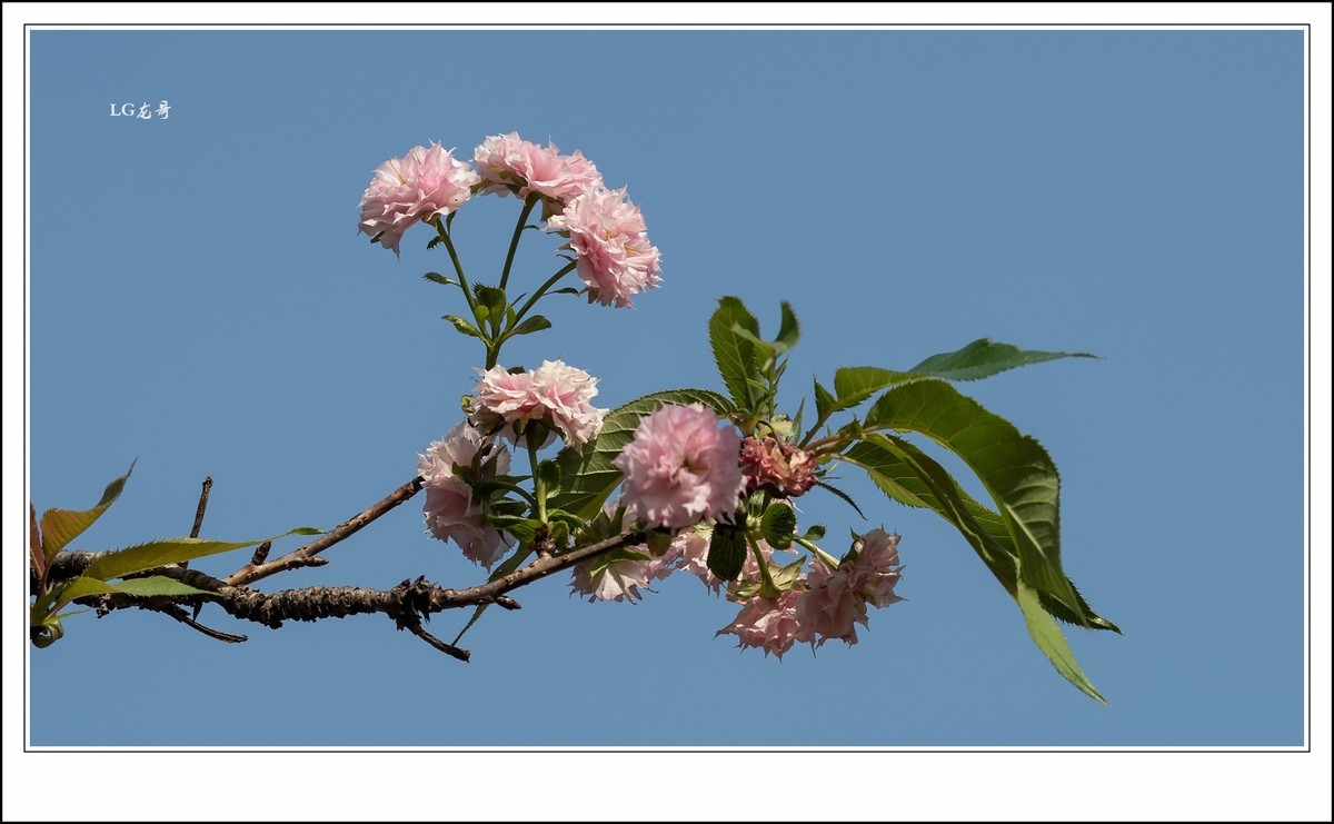 ★★★★★倒春寒，小阳春，樱花开在秋天里