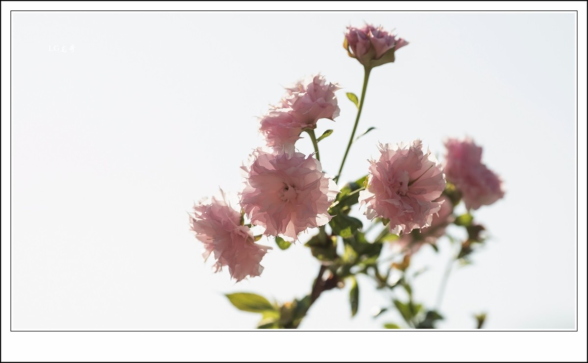 ★★★★★倒春寒，小阳春，樱花开在秋天里