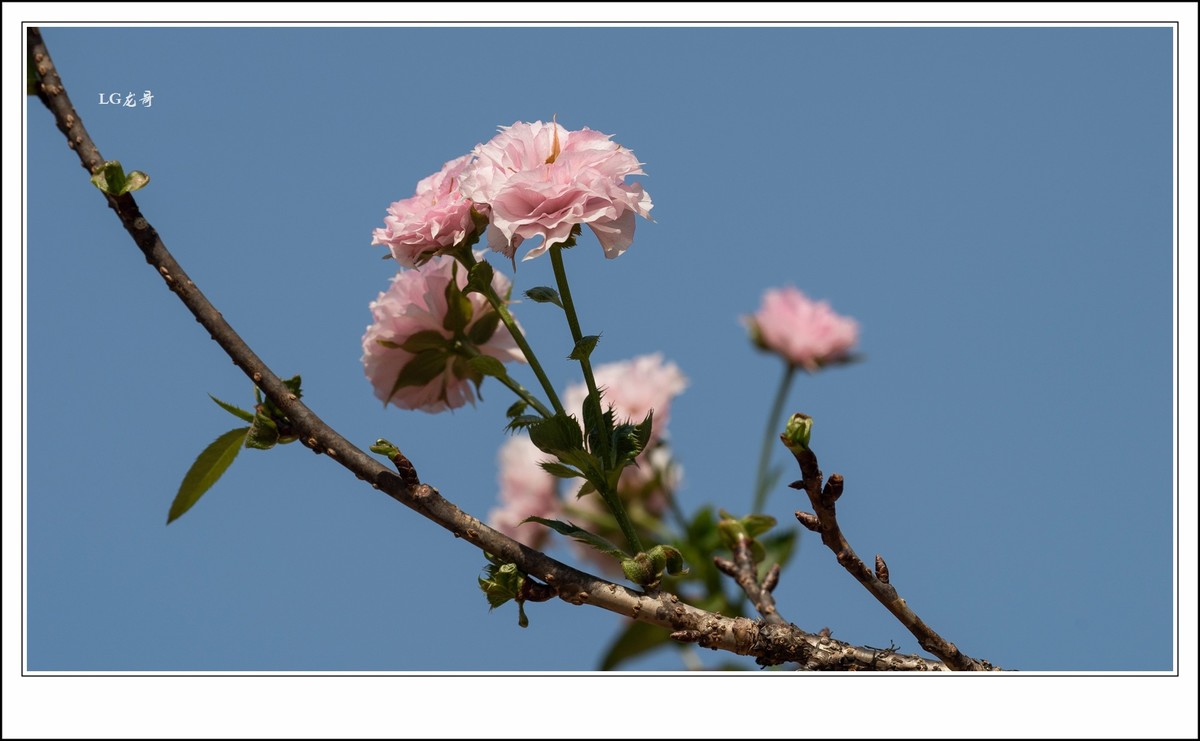 ★★★★★倒春寒，小阳春，樱花开在秋天里