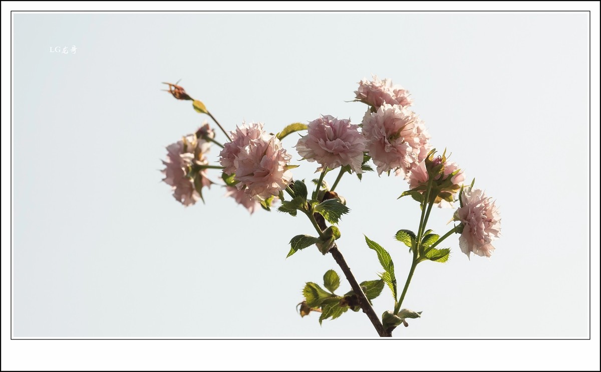 ★★★★★倒春寒，小阳春，樱花开在秋天里