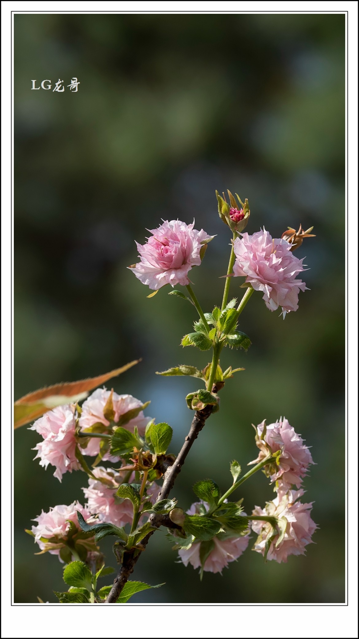 ★★★★★倒春寒，小阳春，樱花开在秋天里