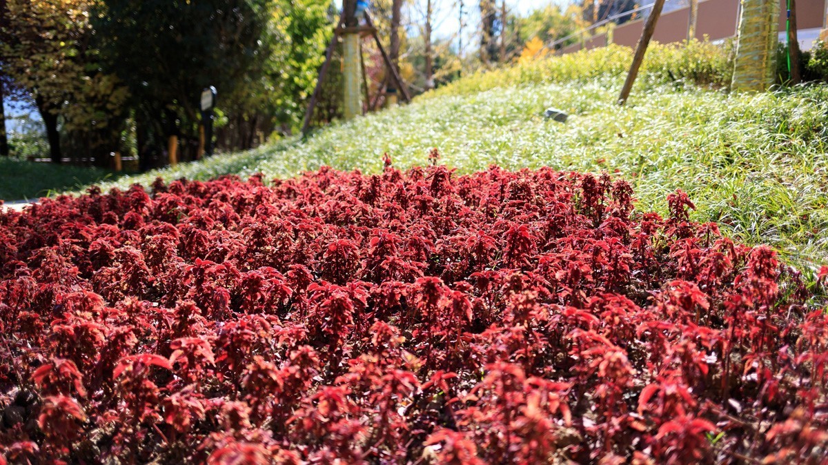 木里县佛教公园