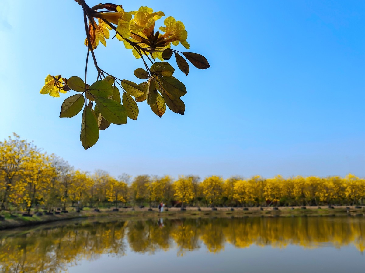 满城黄金甲〔记佛山三水风铃木种植园〕