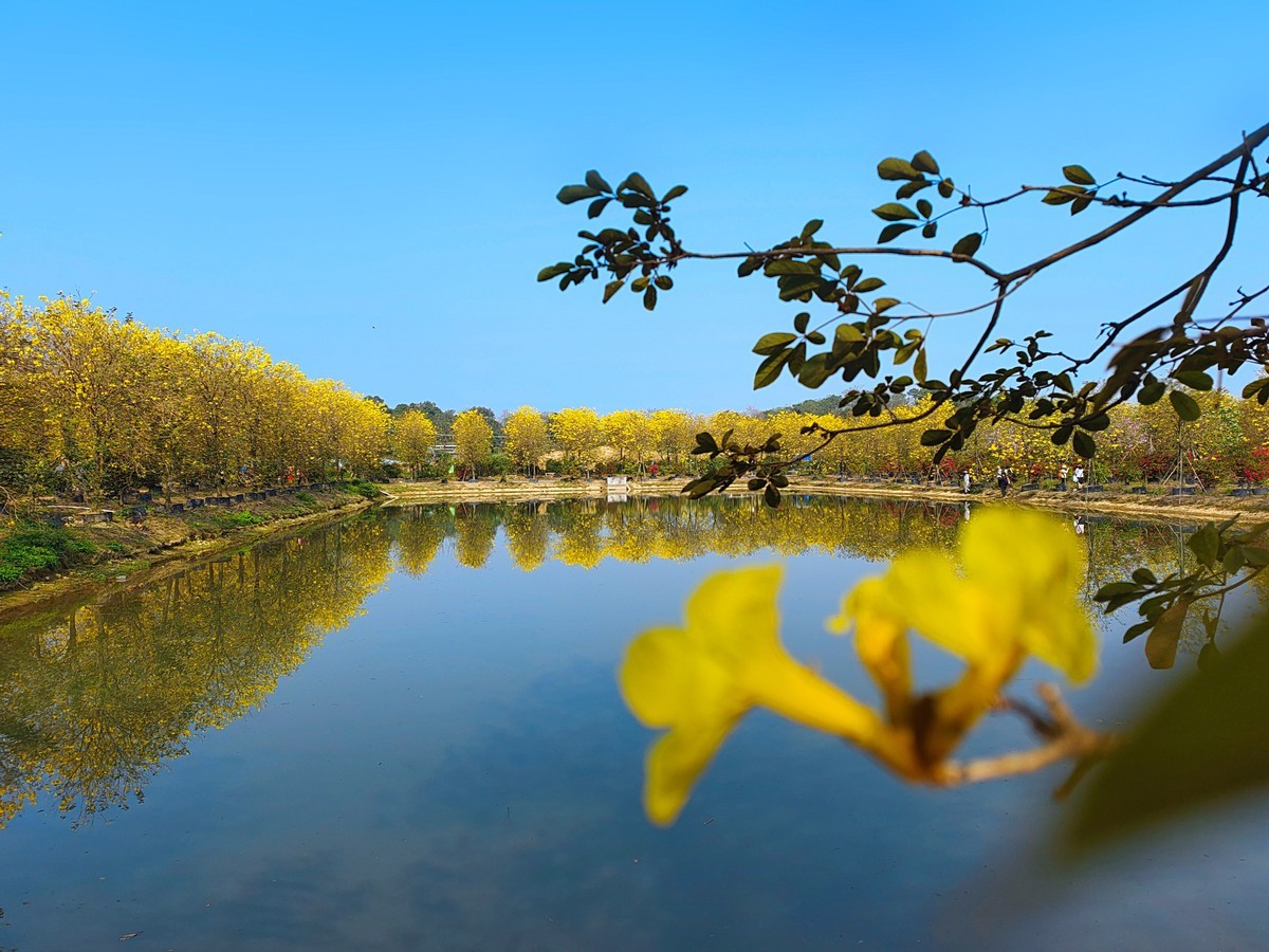 满城黄金甲〔记佛山三水风铃木种植园〕