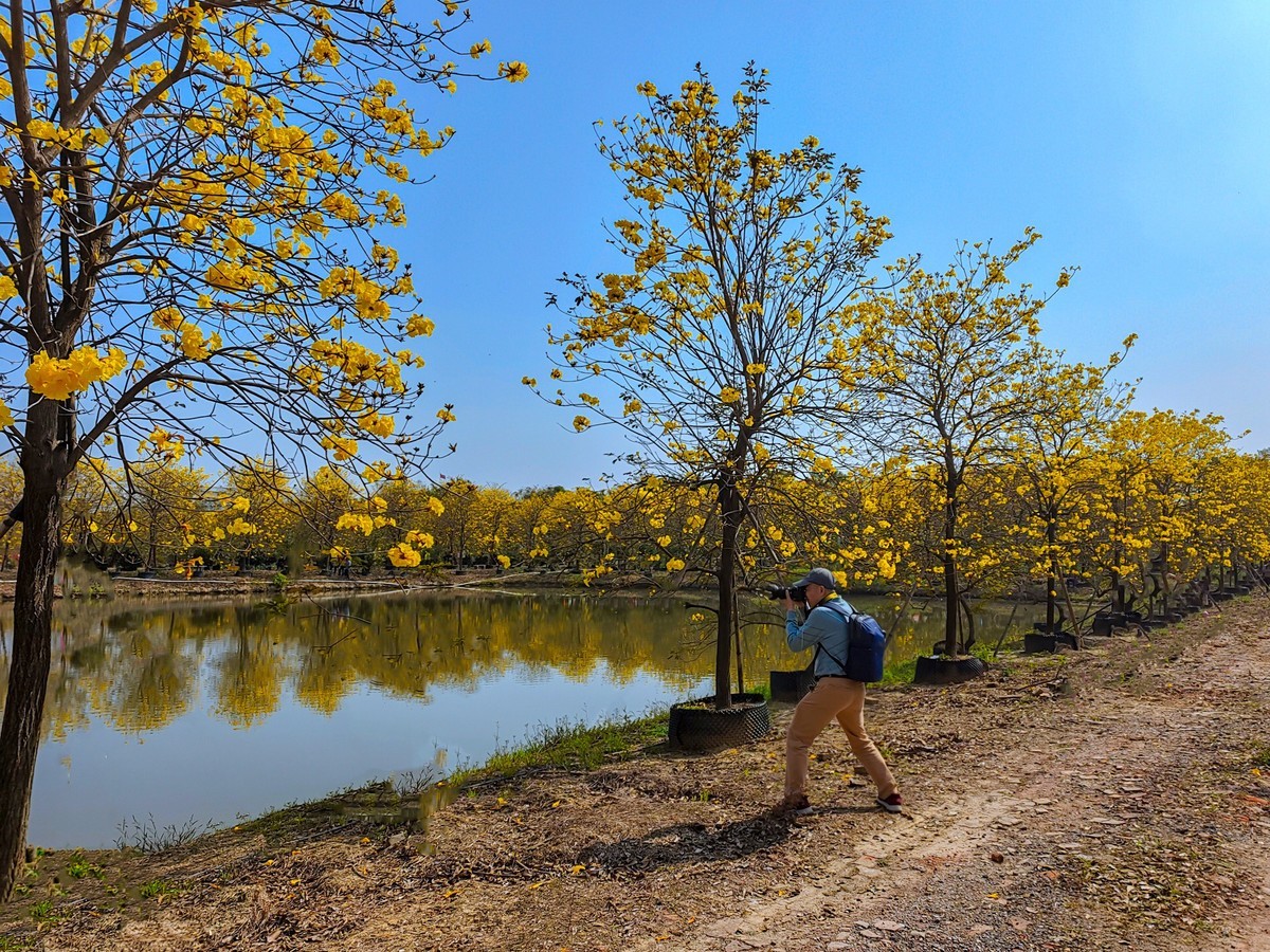 满城黄金甲〔记佛山三水风铃木种植园〕