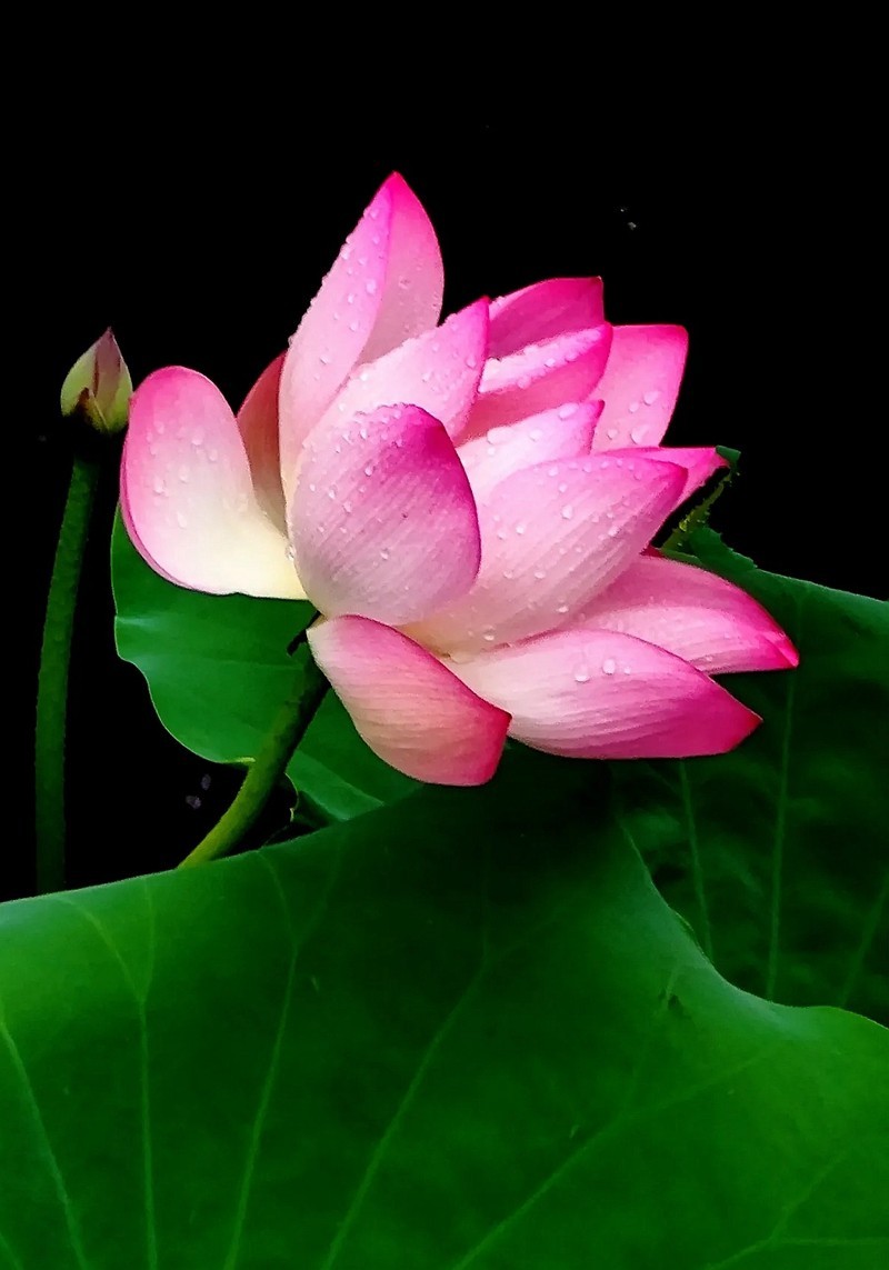 惟有绿荷红菡萏9