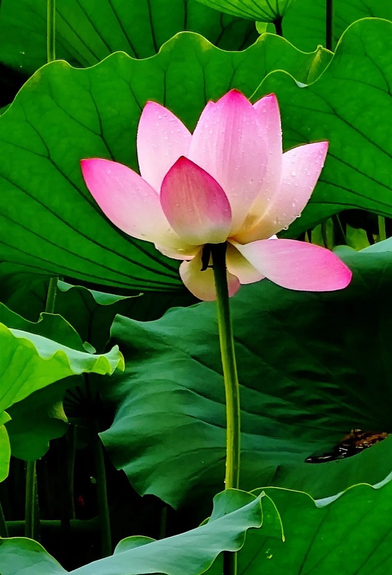 惟有绿荷红菡萏9