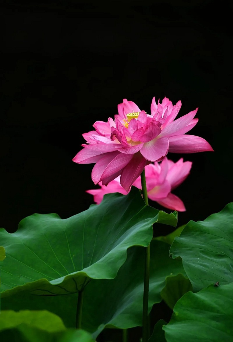 惟有绿荷红菡萏9