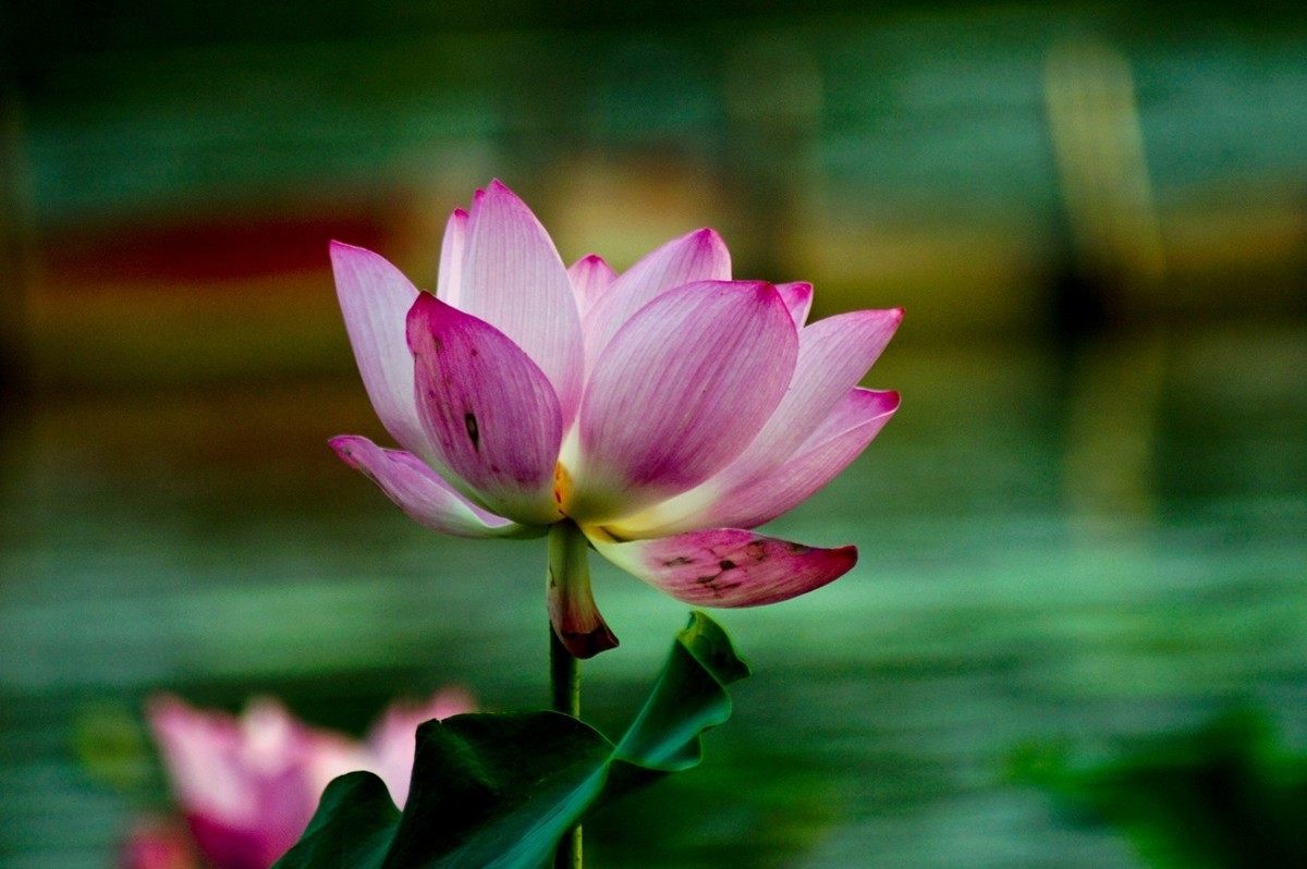 夏日——为荷而来（二）