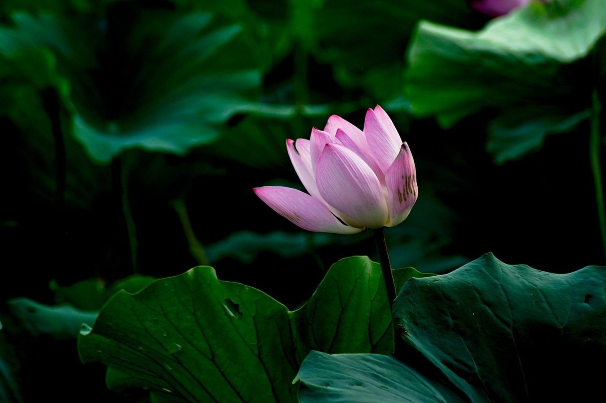 夏日——为荷而来（二）