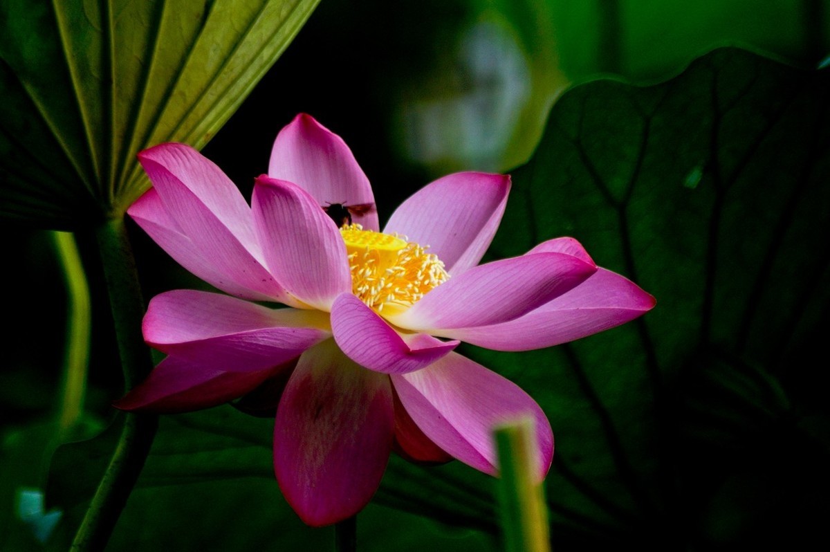 夏日——为荷而来（二）