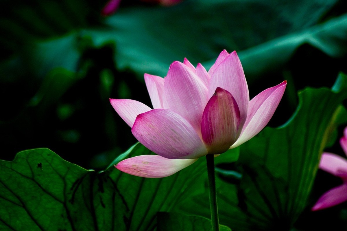 夏日——为荷而来（二）