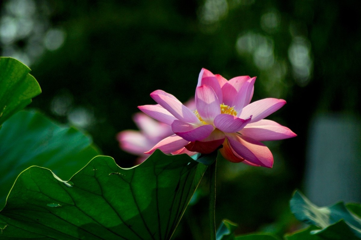 夏日——为荷而来（二）