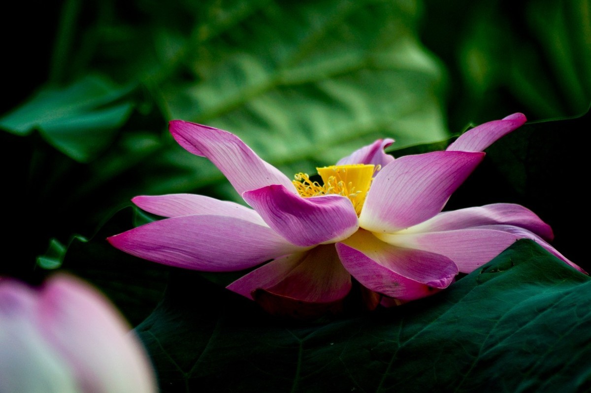 夏日——为荷而来（二）