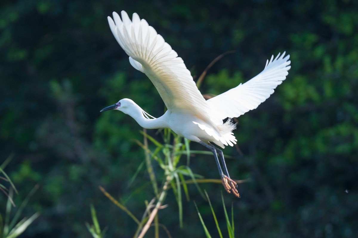 公园拍鹭（23-41）