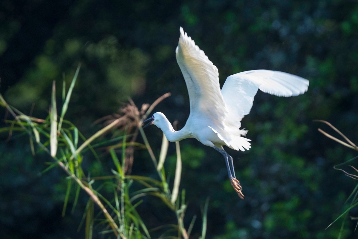 公园拍鹭（23-41）