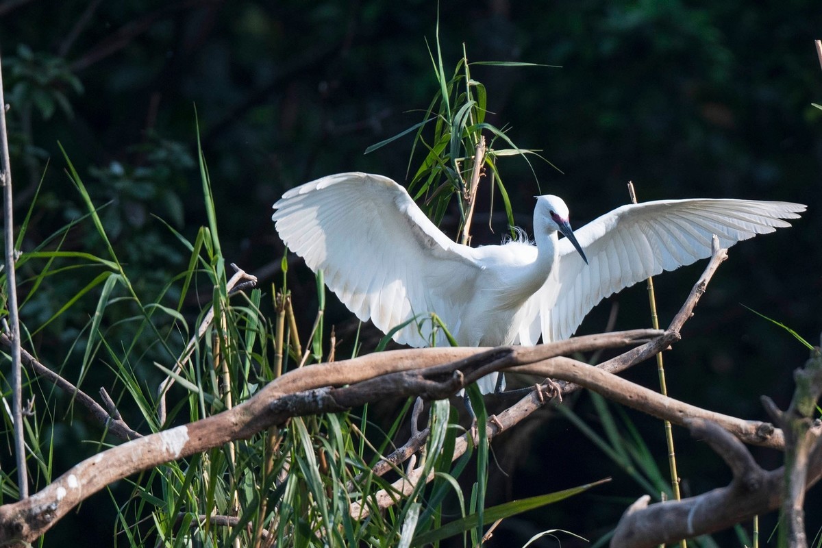 公园拍鹭（23-41）