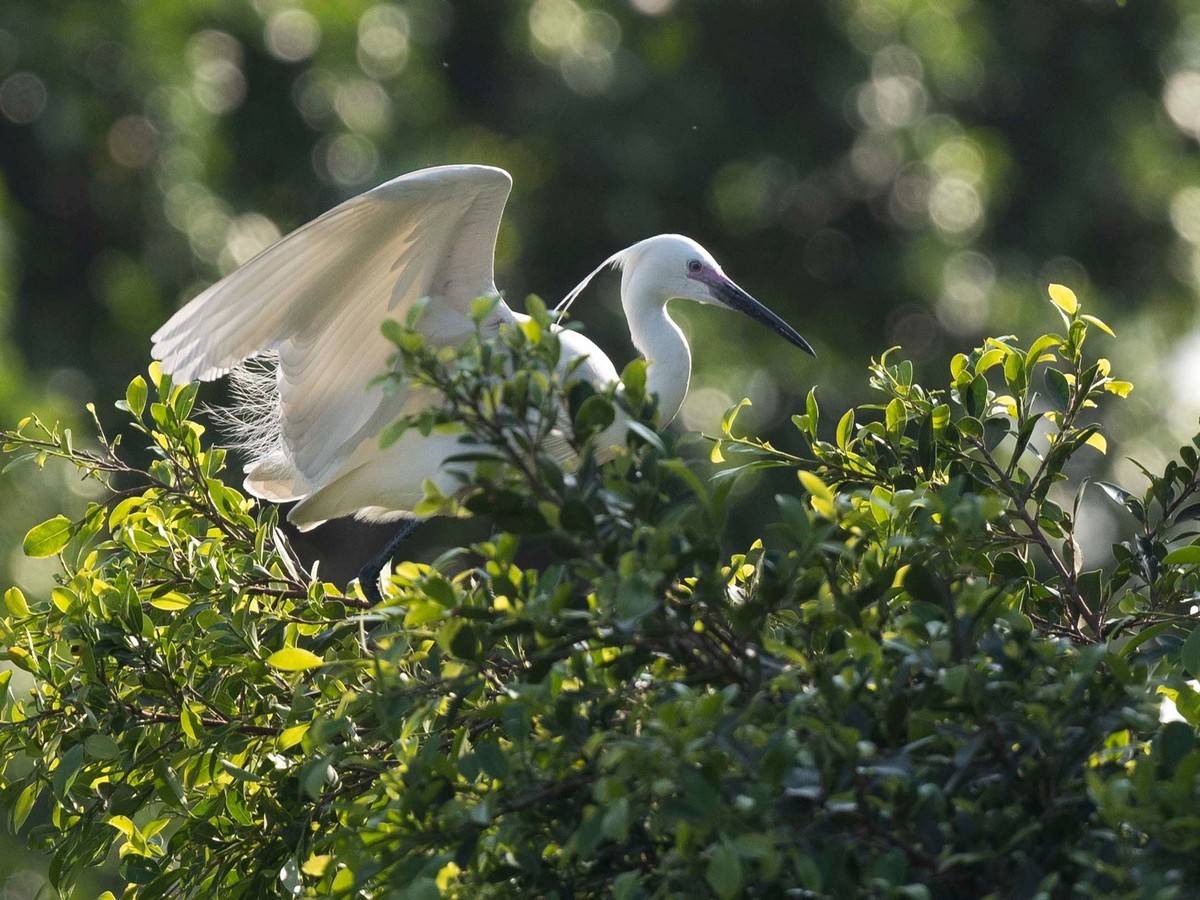 公园拍鹭（23-41）