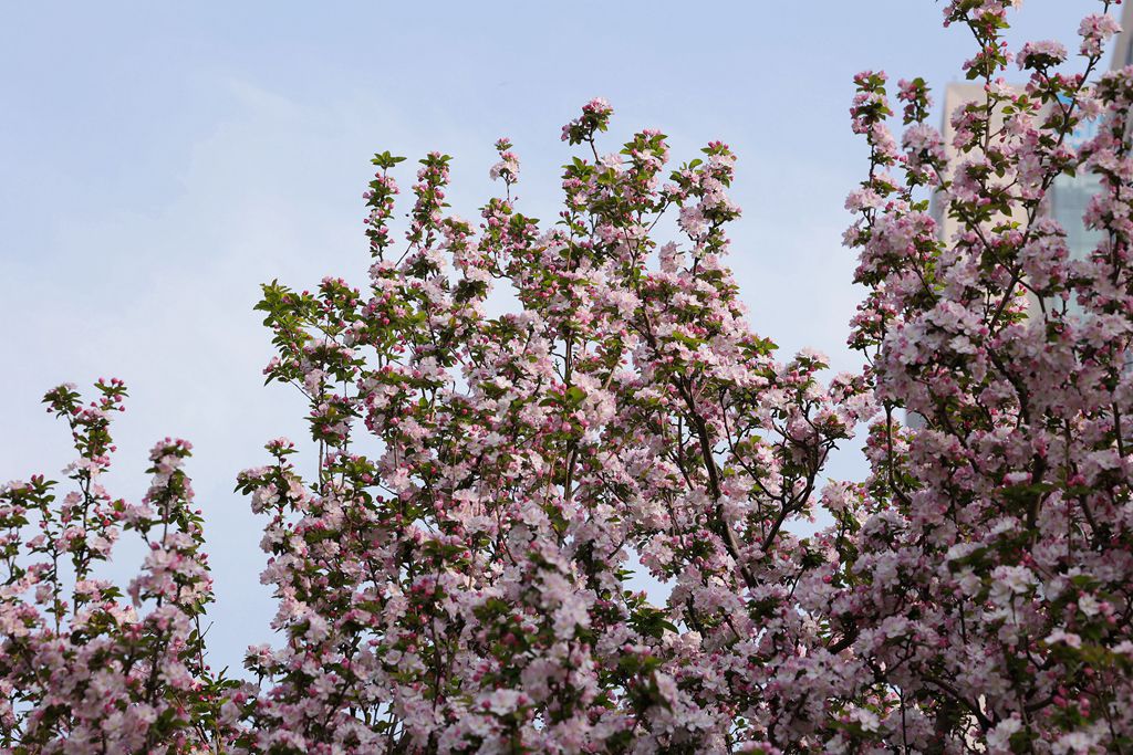 花团锦簇的土城遗址公园