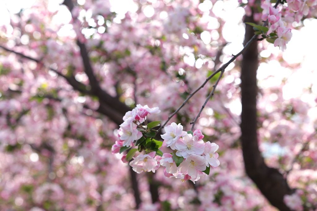 花团锦簇的土城遗址公园