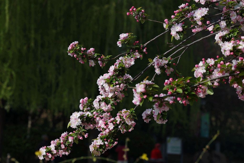 花团锦簇的土城遗址公园